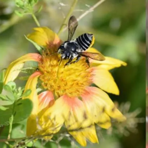 thumbnail for publication: Attracting Native Bees to Your Florida Landscape